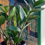Close-up of glossy green plant leaves in a black pot with a crystal ornament among the stems by a window.