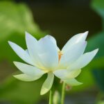 White lotus flower with pale yellow center against a green, blurred background, in bloom on a pond edge.